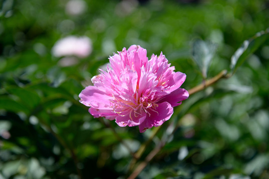 芍藥花