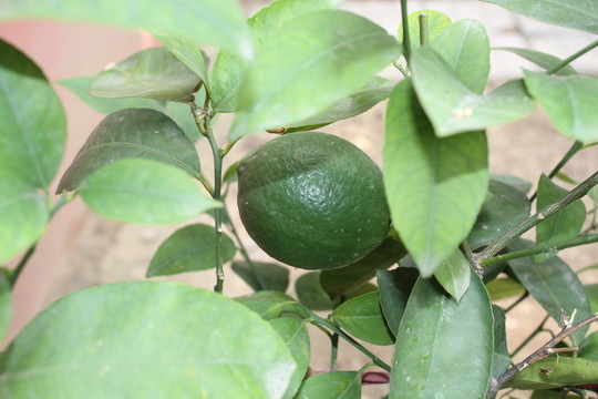 青檸檬