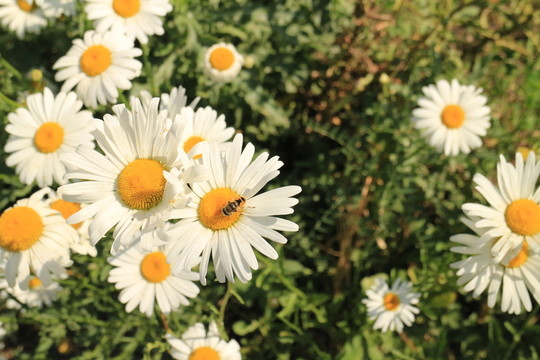 雛菊蜜蜂