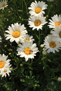 雛菊