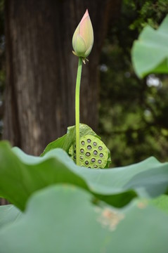 荷花蓮蓬