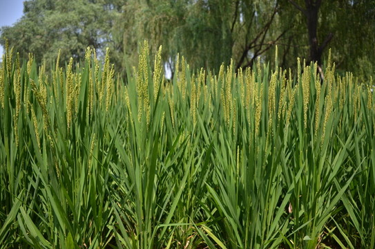 稻田