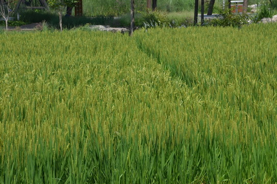 稻田