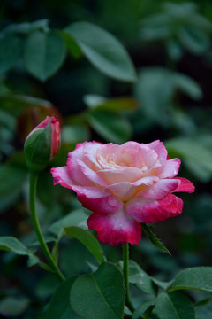 月季花
