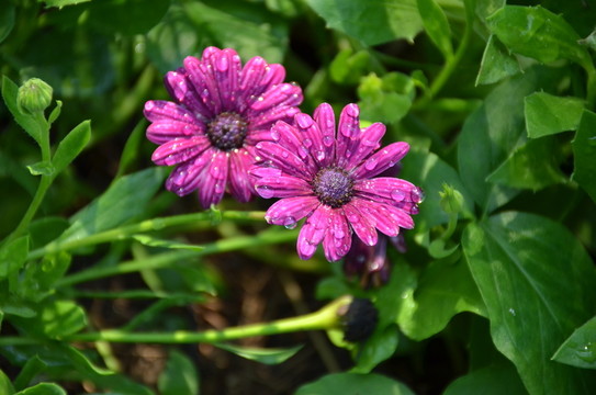 藍(lán)目菊