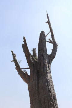 骷樹