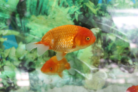 金魚(yú)