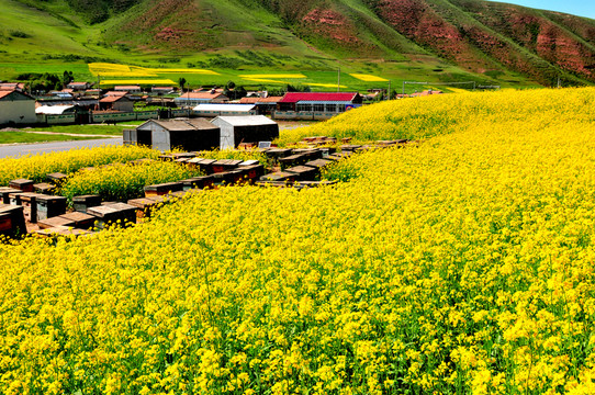 大美青海 油菜花 養(yǎng)蜂人 蜂箱