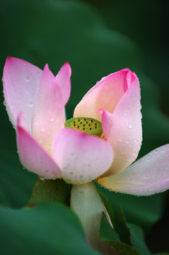 荷花