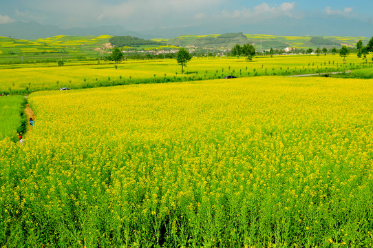 大美青海 藍(lán)天白云 門(mén)源油菜花