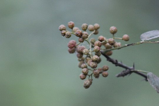 花椒果實(shí)