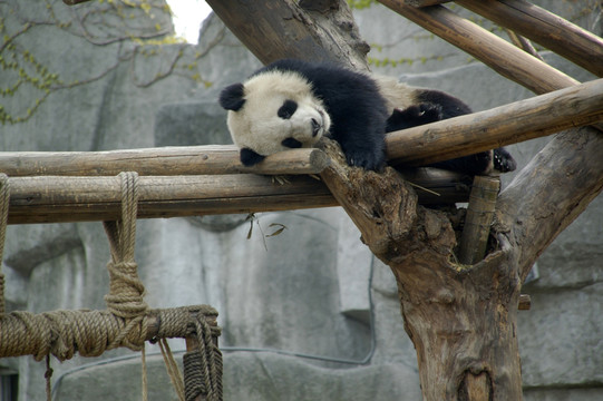 幼年大熊猫午休