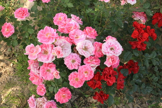 月季花