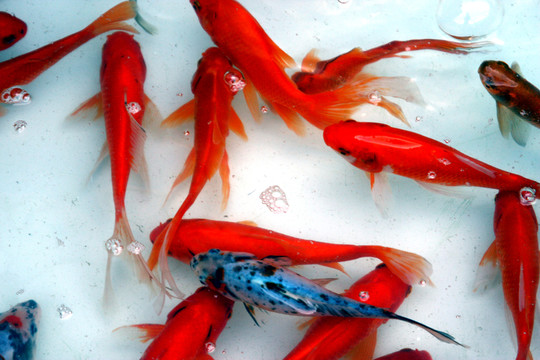 魚(yú) 觀賞魚(yú) 繪畫(huà)寫(xiě)生素材