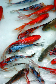 魚 觀賞魚 繪畫寫生 教材素材