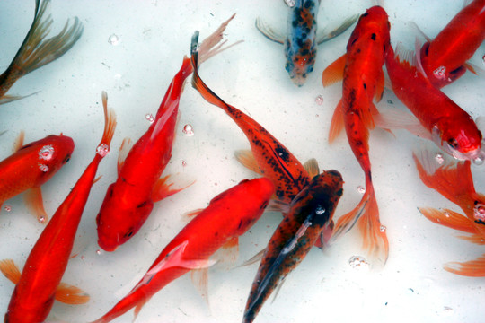 魚(yú)類 海鮮