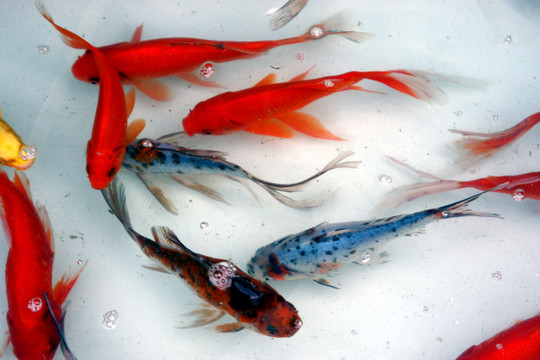 魚 觀賞魚 繪畫寫生 教材素材