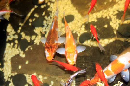 魚 觀賞魚 漂亮大錦鯉