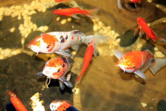 魚