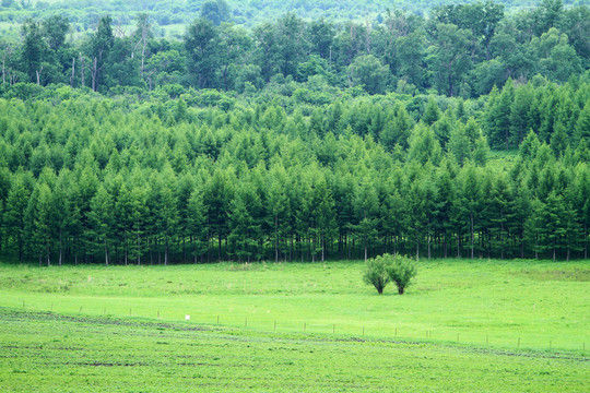 原野松林