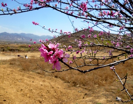 桃花