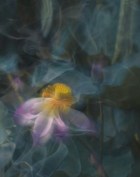 創(chuàng)意荷花