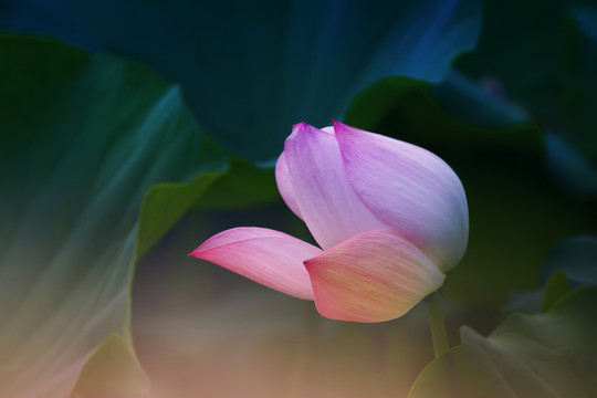 荷花