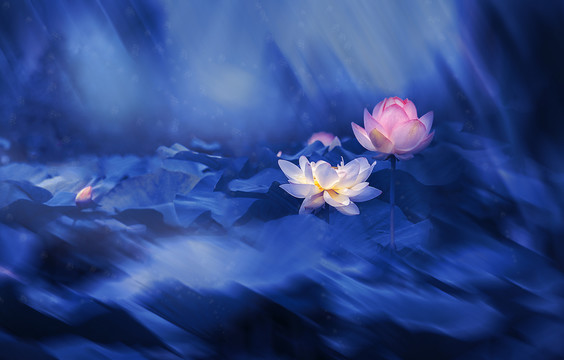 荷花