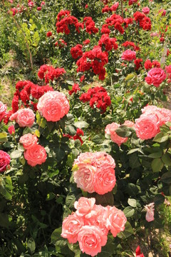 月季花