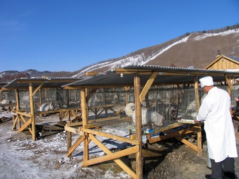 大興安嶺 人工飼養(yǎng)北極狐