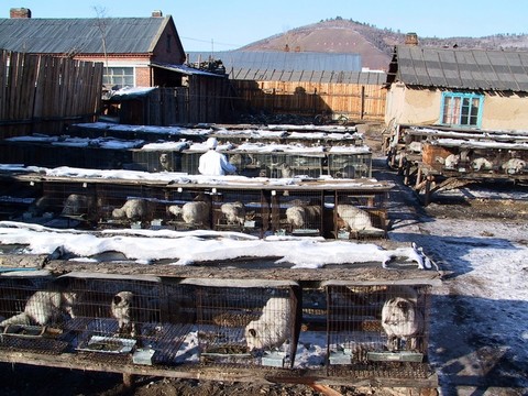 大興安嶺 飼養(yǎng)北極狐