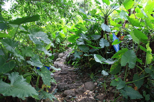 石頭路野芋頭