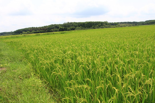 水田