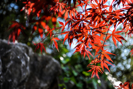 紅楓葉