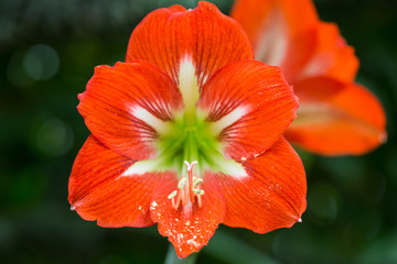 朱頂紅 花卉