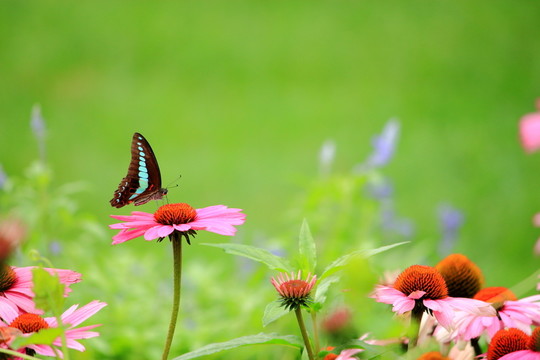 蝶戀花