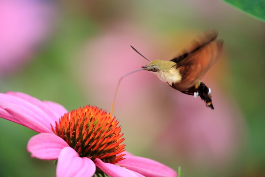 蜂鳥蛾