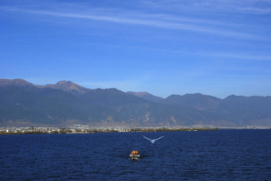 蒼山洱海海鷗