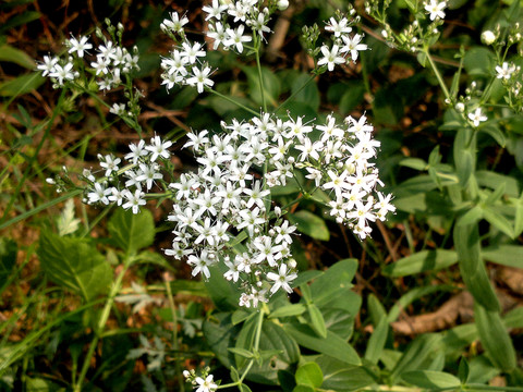 銀柴胡花