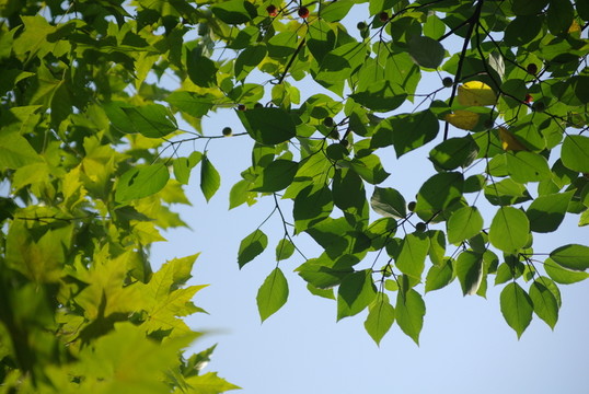 樹葉藍(lán)天