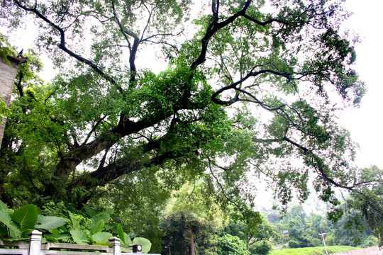 樹(shù)枝