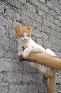 貓