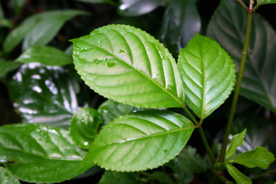 植物綠葉