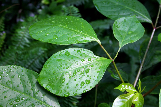 雨后綠葉