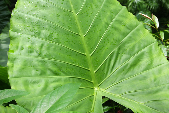 水珠植物風(fēng)景
