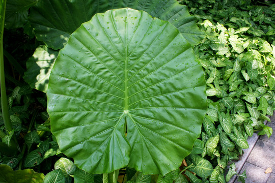 多肉植物葉子