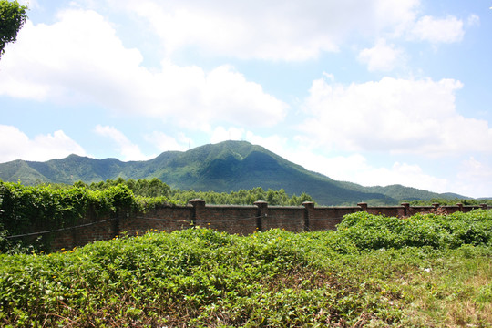 山坡叢林