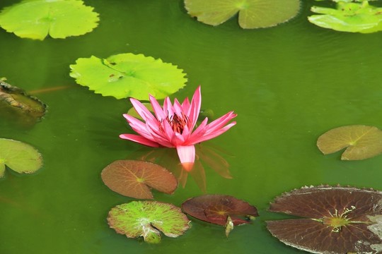 荷花 蓮花
