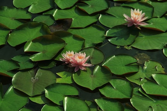 荷花 蓮花