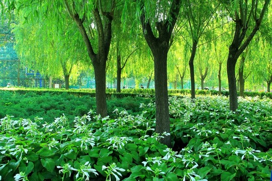 水草 玉簪花 樹(shù)林  綠色